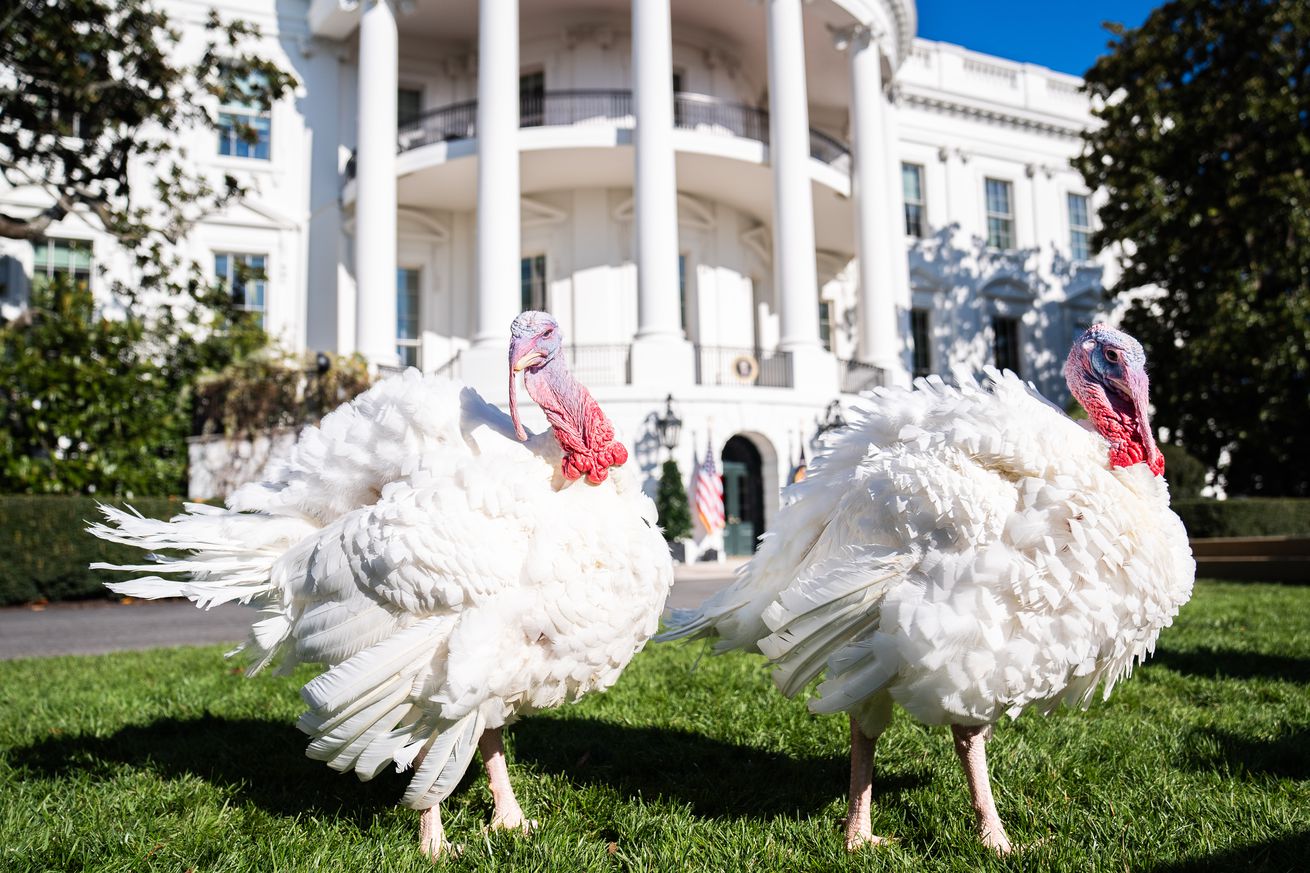 White House: President Biden national Thanksgiving turkeys Peach and Blossom